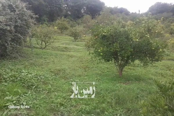 زمین روستای پایین کولا ویو عالی کنار جنگل ۲۰۰۰ متر - تصویر 1
