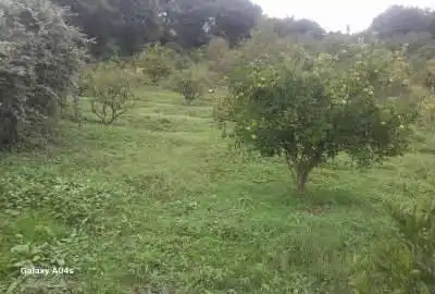 زمین روستای پایین کولا ویو عالی کنار جنگل ۲۰۰۰ متر