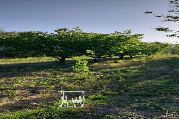 باغی با قنات شخصی درالویجان فروشی ۳۸۰۰ متر-4