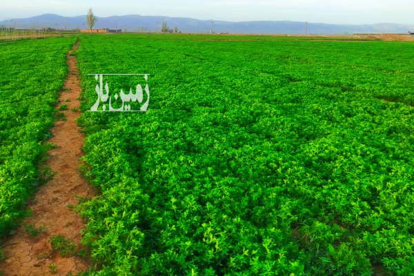 زمین ۴۰۰۰ متر در بیلوردی تبریز-3