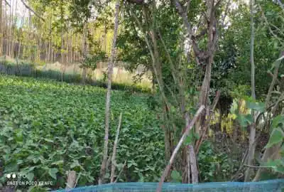 زمین با کاربری مسکونی روستای نالکیاشر ۳۸۸ متر