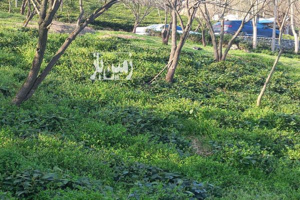فروش زمین به مساحت۲۷۰ متر در روستای بالابند-1