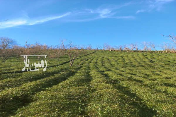 فروش زمین به مساحت۲۷۰ متر در روستای بالابند-3