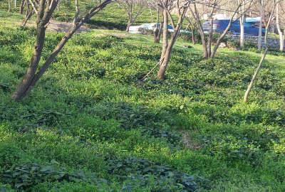 فروش زمین به مساحت۲۷۰ متر در روستای بالابند