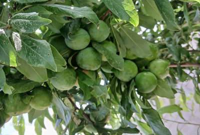 باغچه چهار دیواری داخل مجموعه کوروش ۵۰۰ متر