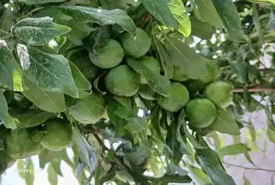 باغچه چهار دیواری داخل مجموعه کوروش ۵۰۰ متر