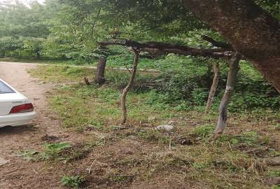 فروش زمین مسکونی ۴۰۰متری نکا بخش هزارجریب روستای سفرمیان