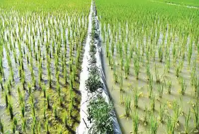 زمین شالیزار درجه یک در تپه سر ۱۱۴۰ متر