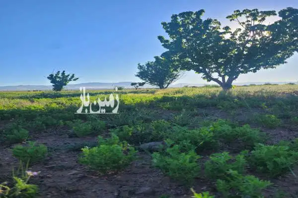 فروش باغ انگور و زمین کشاورزی - تصویر 4