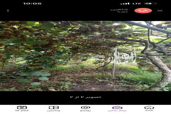 فروش باغ ۳۳۰۰ متر گیلان تالش روستای شیرآباد - تصویر 4