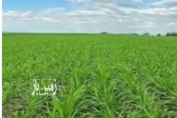 فروش زمین کشاورزی ۲۰۰۰ متر رامهرمز-1