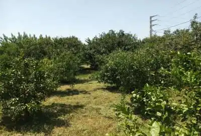 زمین در ساری جاده دریا روستای مرزرود ۱۰۳۶ متر