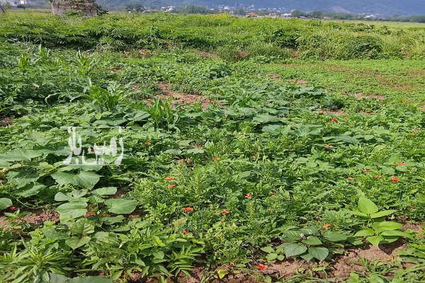 زمین با کاربری مسکونی لنگرود روستای سیاهکلده ۳۰۵ متر-2