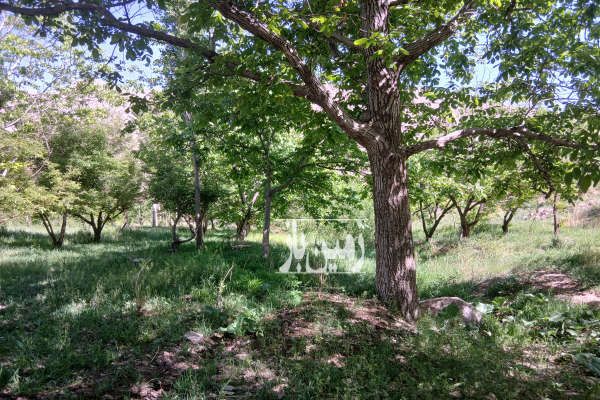 فروش باغ مشجر با استخرخاص دماوند جاده رودافشان ۶۶۵۰ متر-1