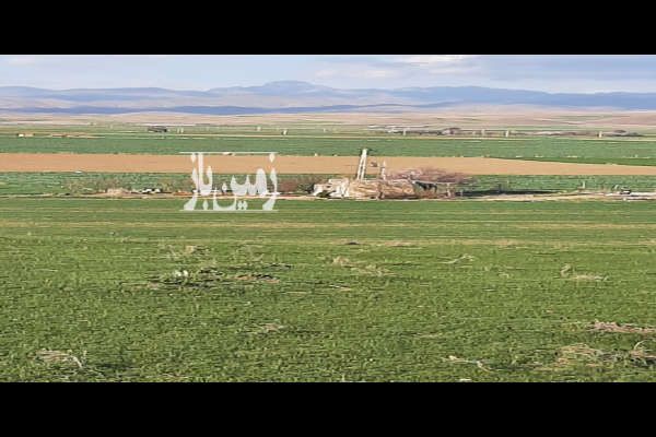 زمین کشاورزی باچاه کنگاورروستای دهبالا و ولاشجرد ۱۷۰۰۰۰ متر-2
