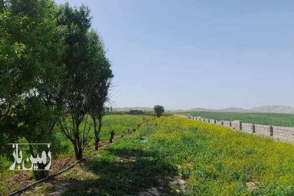زمین کشاورزی وصنعتی ۲هکتار قلعه تل-1