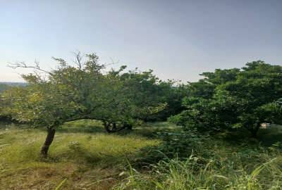 زمین باغ مرکبات نزدیک بافت با ویو بی نظیر ۲۲۰۰ متر