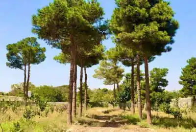 زمین مهرشهر ۵۰۰۰ متر ویلایی ششدانگ تهاتر فروش