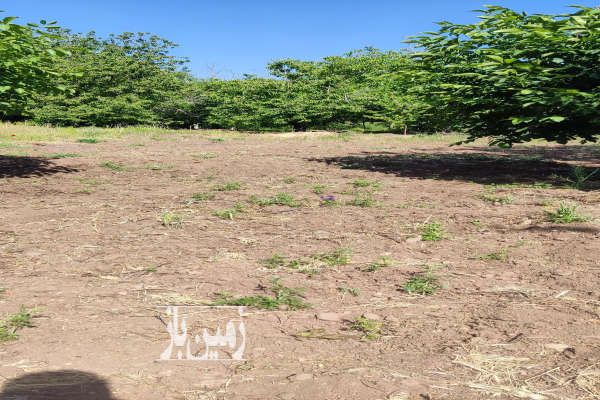 زمین برای ساخت ویلا خوش آب و هوا ۱۰۰۰ متر-3