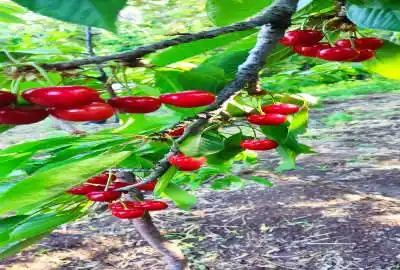 زمین برای ساخت ویلا خوش آب و هوا ۱۰۰۰ متر