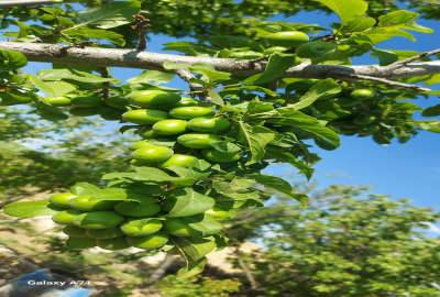 زمین مسکونی سند دار داخل بافت ۳۰۰ متر روستای هرایین