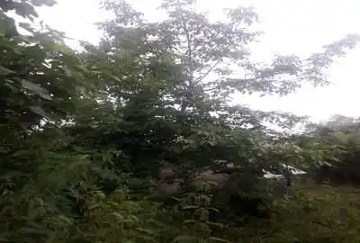 زمین ۳۲۰متر مربع درجاده فومن به قلعه رودخان