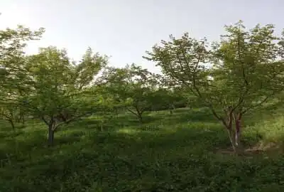 باغ ویلایی ۱۰۰۰ متر محدوده تالار صدف جاده اورمیه