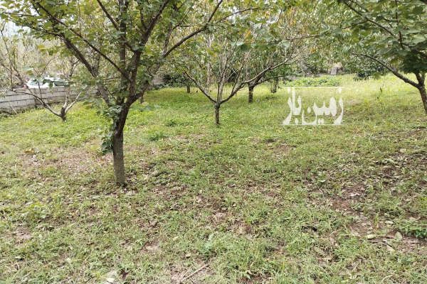 زمین باغی ۱۳۱۷ متر مربع در ساری روستای امره - تصویر 3