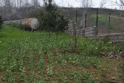 زمین باغی ۱۳۱۷ متر مربع در ساری روستای امره