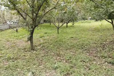 زمین باغی ۱۳۱۷ متر مربع در ساری روستای امره