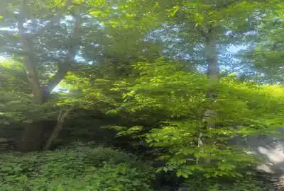 باغ سرسبز با درختهای میوه ۲۸۰ متر مشهد کوه خلج روستای تجر