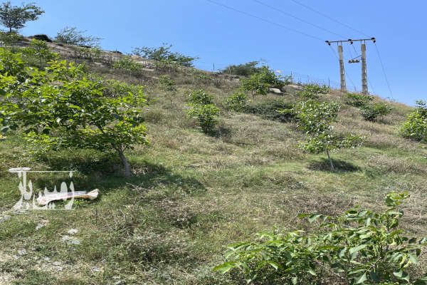فروش زمين ۳۰۰ متر در پل سفيد روستای میارکلا-3
