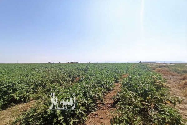 زمین ۳۸هزار متر امتیاز دار احمد آباد مصدق-1