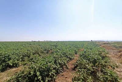 زمین ۳۸هزار متر امتیاز دار احمد آباد مصدق