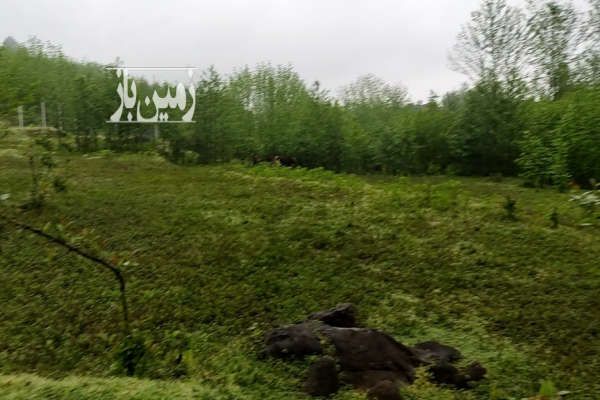 فروش فوری زمین مسکونی باغی ۴۰۰۰ متر گیلان شفت - تصویر 1