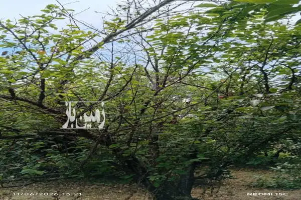 فروش ۴۰۰ مترباغ در بابل خیابان گنج افروز روستای طلوت - تصویر 3