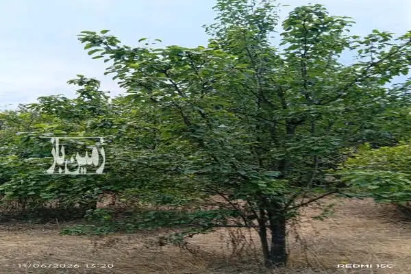 فروش ۴۰۰ مترباغ در بابل خیابان گنج افروز روستای طلوت - تصویر 4