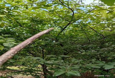فروش ۴۰۰ مترباغ در بابل خیابان گنج افروز روستای طلوت