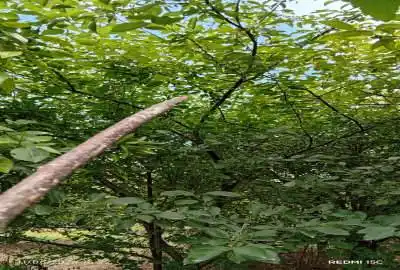 فروش ۴۰۰ مترباغ در بابل خیابان گنج افروز روستای طلوت