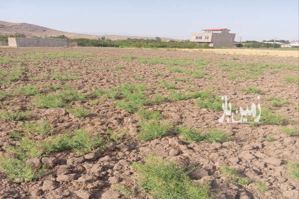 زمین کشاورزی ۷۰۰۰ متر برای ساخت وساز لب جاده اصلی - تصویر 1