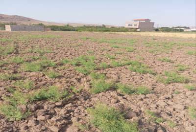 زمین کشاورزی ۷۰۰۰ متر برای ساخت وساز لب جاده اصلی