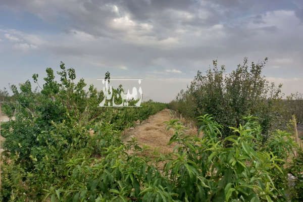 باغ ۳۵۹۰ متر دنج شهریار بین فرارت و یوسف آباد - تصویر 1
