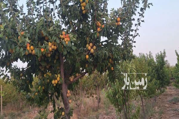 باغ ۳۵۹۰ متر دنج شهریار بین فرارت و یوسف آباد - تصویر 4
