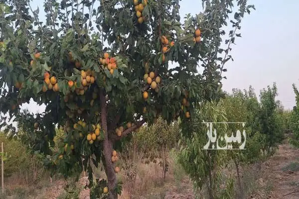 باغ ۳۵۹۰ متر دنج شهریار بین فرارت و یوسف آباد - تصویر 4