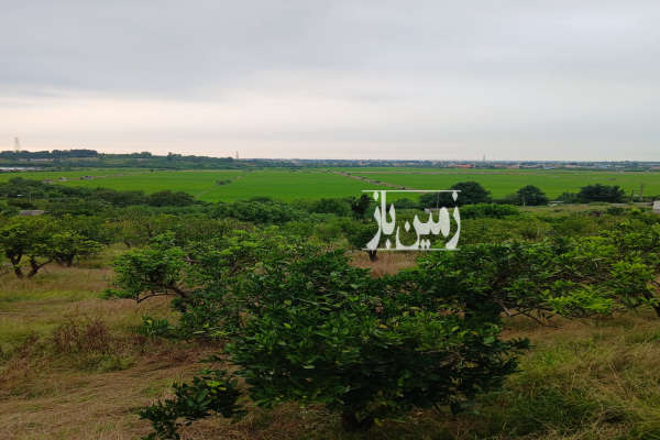 فروش زمین ۹۰۰۰ متر قائمشهرروستای وسطی کلا - تصویر 1