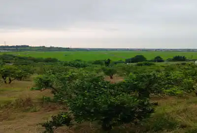 فروش زمین ۹۰۰۰ متر قائمشهرروستای وسطی کلا