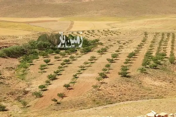 فروش باغ شیش هکتاری مثمر نزدیک شهر الیگودرز - تصویر 2