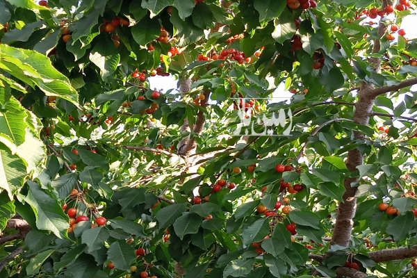 فروش باغ شیش هکتاری مثمر نزدیک شهر الیگودرز - تصویر 3