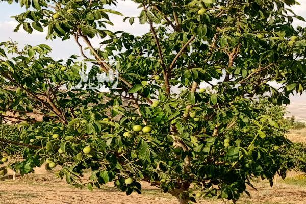 فروش باغ شیش هکتاری مثمر نزدیک شهر الیگودرز - تصویر 4