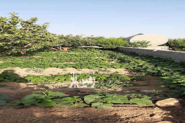 فروش زمین کشاورزی ۷۲۰ متر مرغوب و پر برکت - تصویر 3